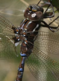 Springtime Darner